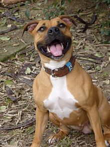 220px-AMERICAN_STAFFORDSHIRE_TERRIER