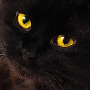 Black cat looking to you with bright yellow eyes
