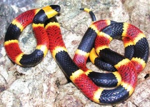 coralsnake