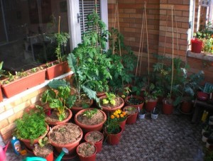 balcony veg garden