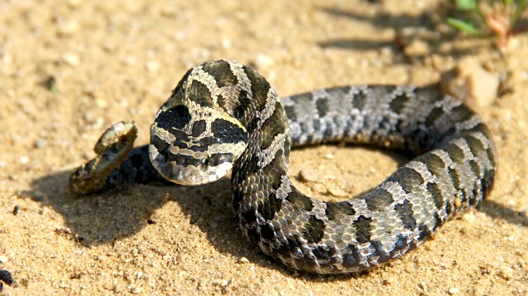 Will A Bite From This Snake Kill You?