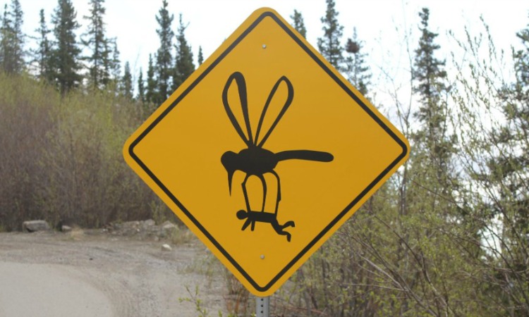 mosquitofunny