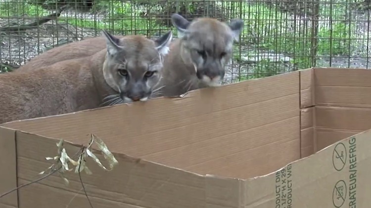 bigcatbox