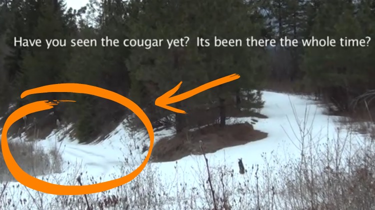 hiddencougar