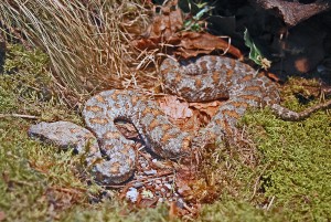 Viperidae_-_Macrovipera_lebetina