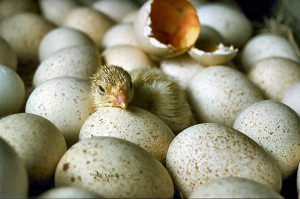 Chicks_hatching_USDA95c1973