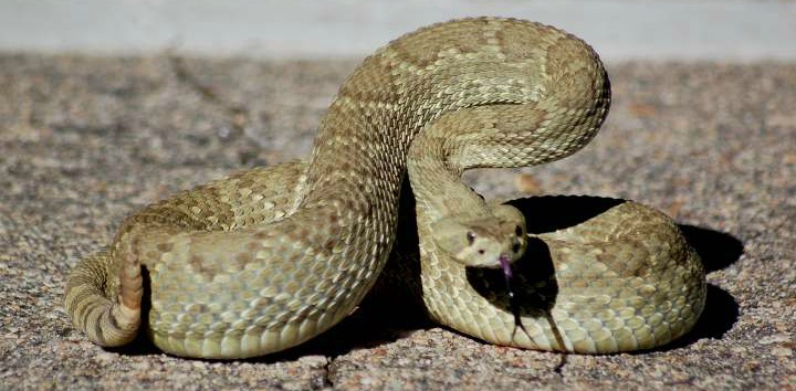 will-a-bite-from-this-snake-kill-you-page-4-patriot-caller