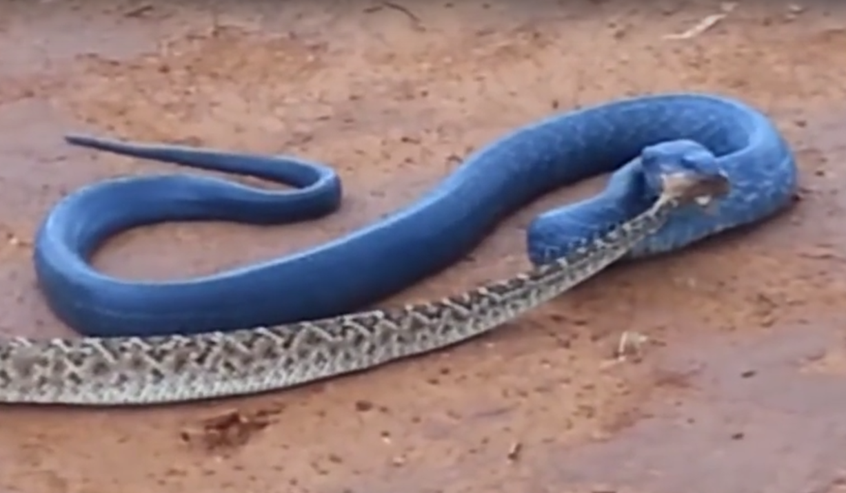 blue indigo snake boots