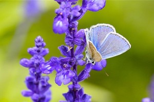 Butterfly_on_the_Lavender_(5982214456)