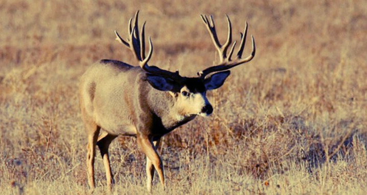 bigbigbuck