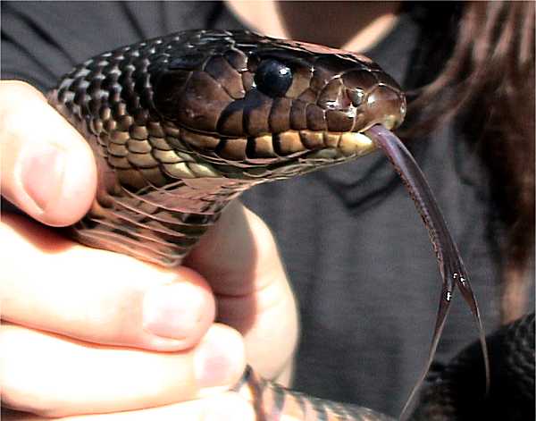 texas blue indigo snake